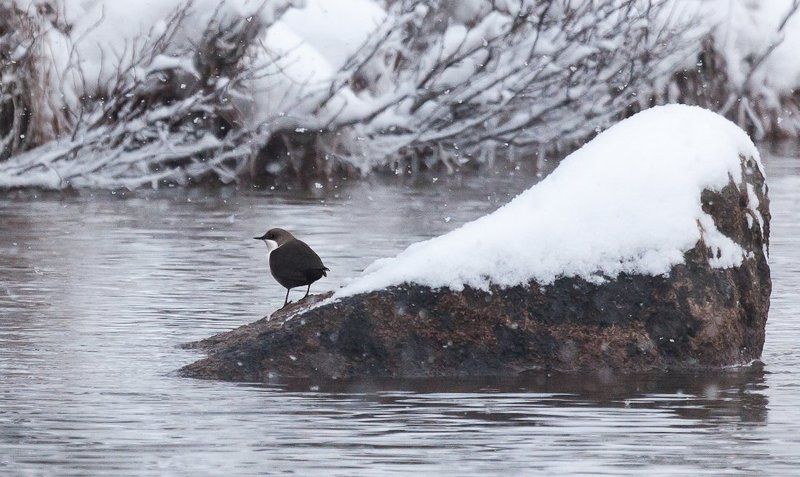водяной воробушекphoto preview