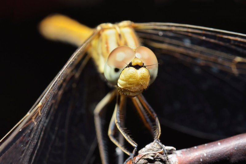 nikon, d7000, macro, kazakhstan, nature, odonata, dragonfly, казахстан, природа, макро, стрекоза Вертолетикphoto preview
