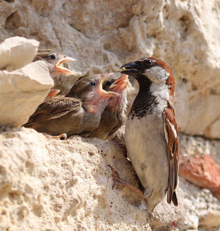 воробей, воробей полевой 4-ро с ложкой,один с крошкойphoto preview