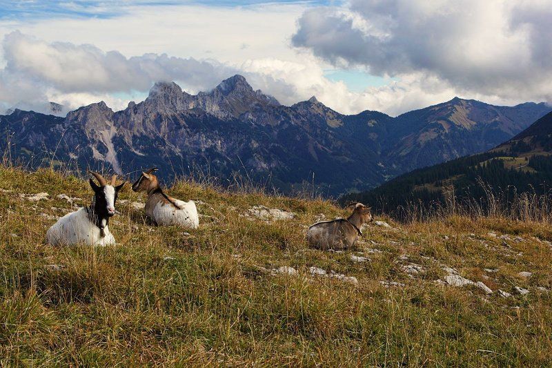 австрия, горы, козлы на привалеphoto preview