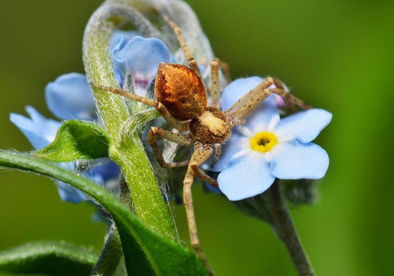 nikon, d7000, macro, kazakhstan, nature, spider, казахстан, природа, макро, паук Представитель частного охранного агентстваphoto preview