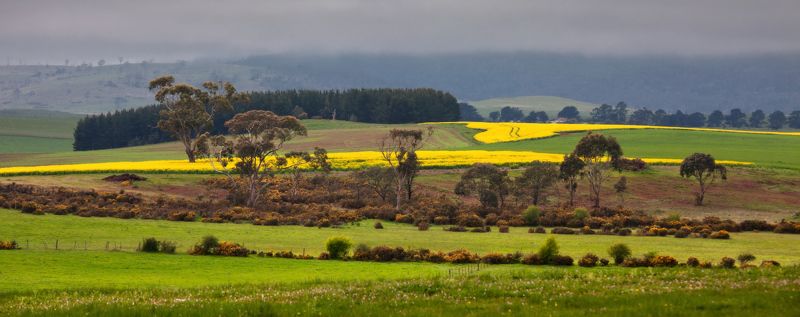 тасмания Ой, цветет канолаphoto preview
