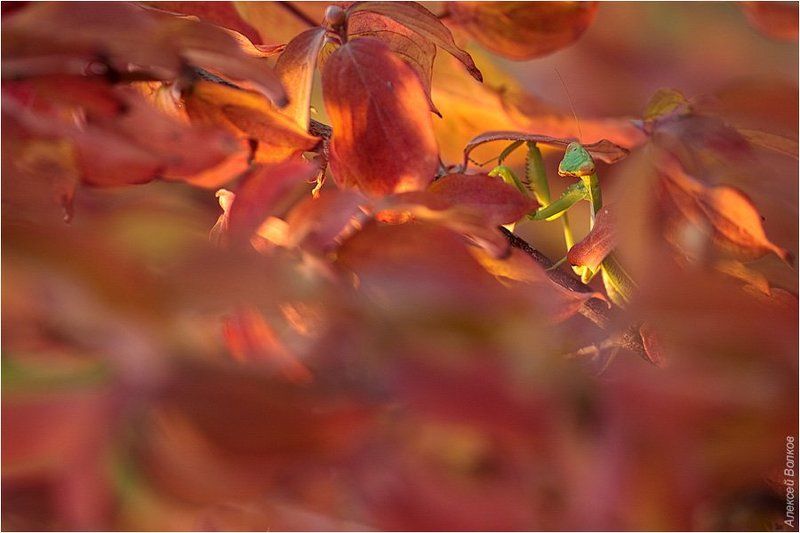 богомол, осень, скумпия Зелёное в красномphoto preview