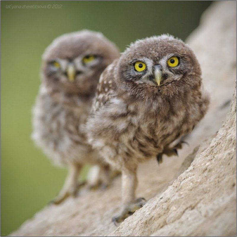 Angry Birdsphoto preview