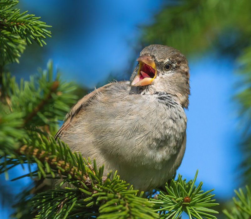 Поющие в еловникеphoto preview