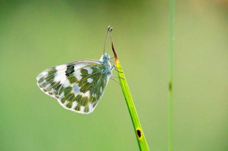 Pontia daplidicephoto preview