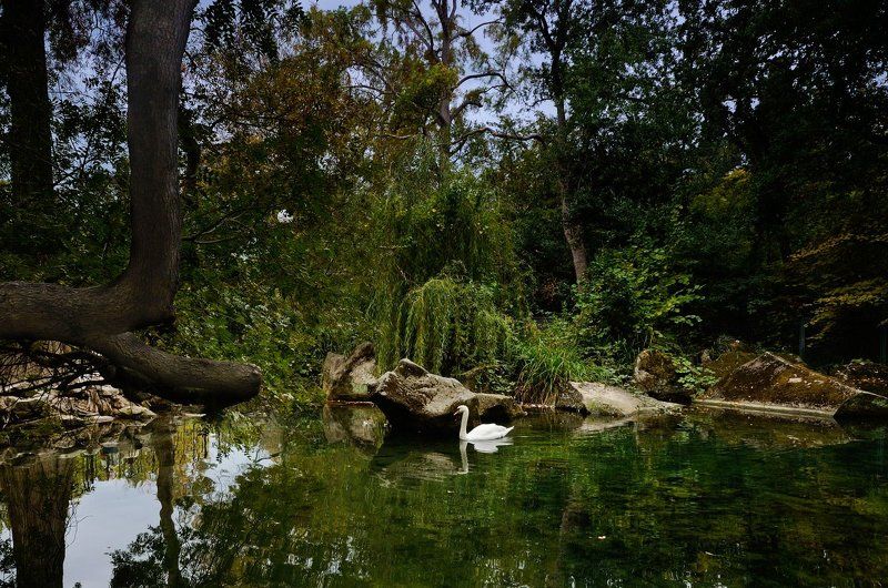 Лебединое озероphoto preview