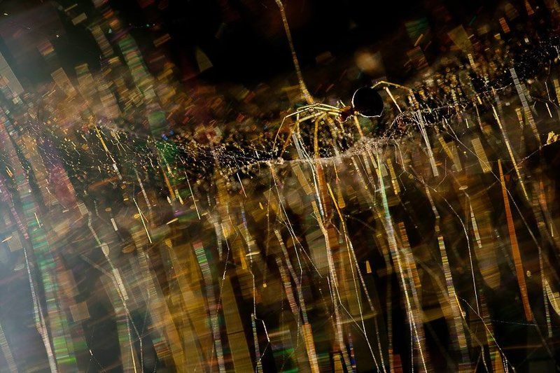 паук, паутина кукловодphoto preview