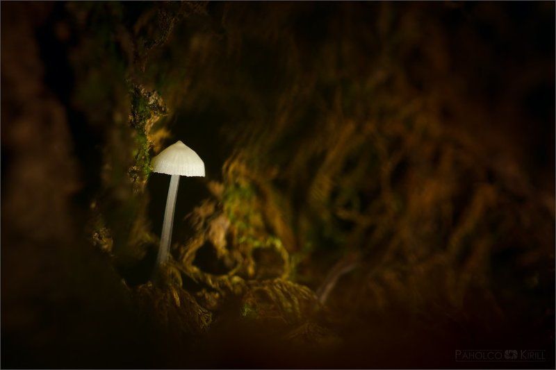 Призрачный фонарикphoto preview