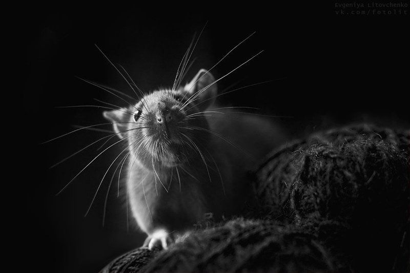 крыса, усы Антенкаphoto preview