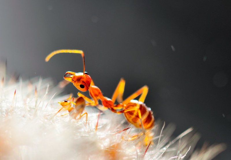 Приходите на мой сынphoto preview