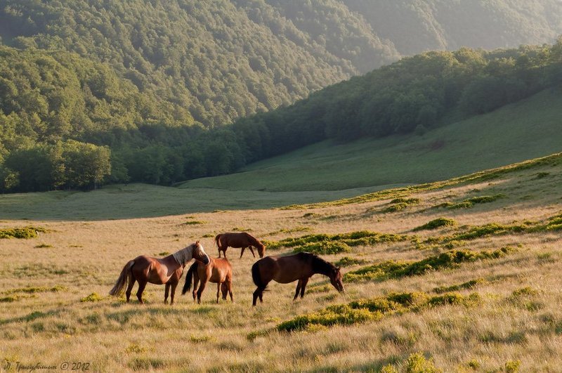 Пасутся кониphoto preview