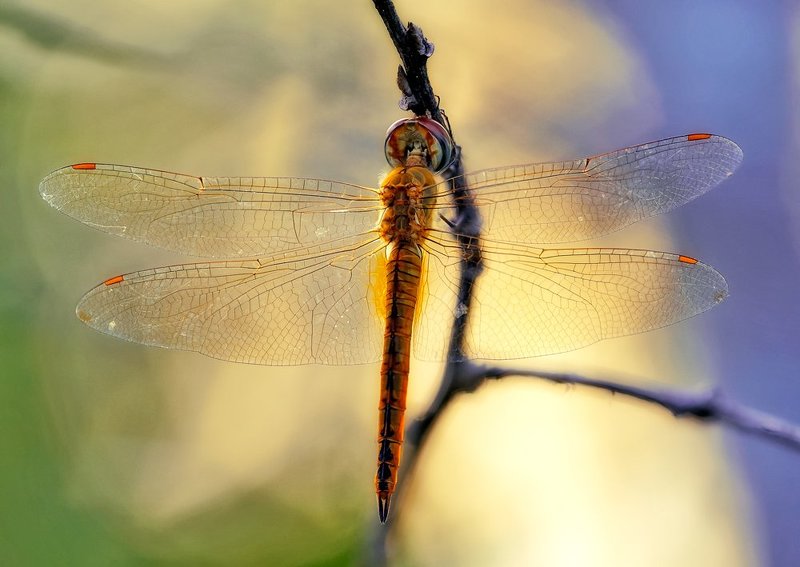 macro, closeup, insect, макро, насекомые, Спящая....photo preview