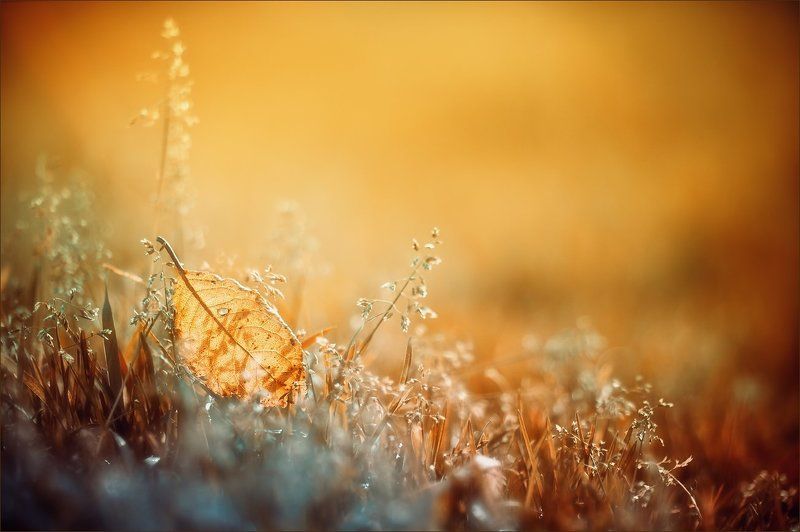 Оранжевый сонphoto preview