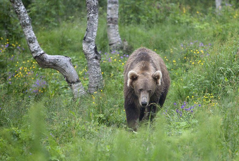 медведь ***photo preview