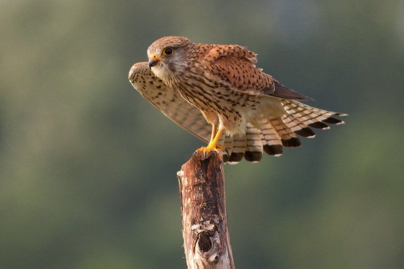 Common Kerstelphoto preview