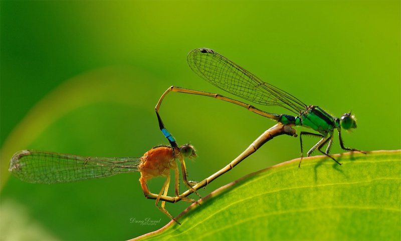 Забор пылающие страстьюphoto preview