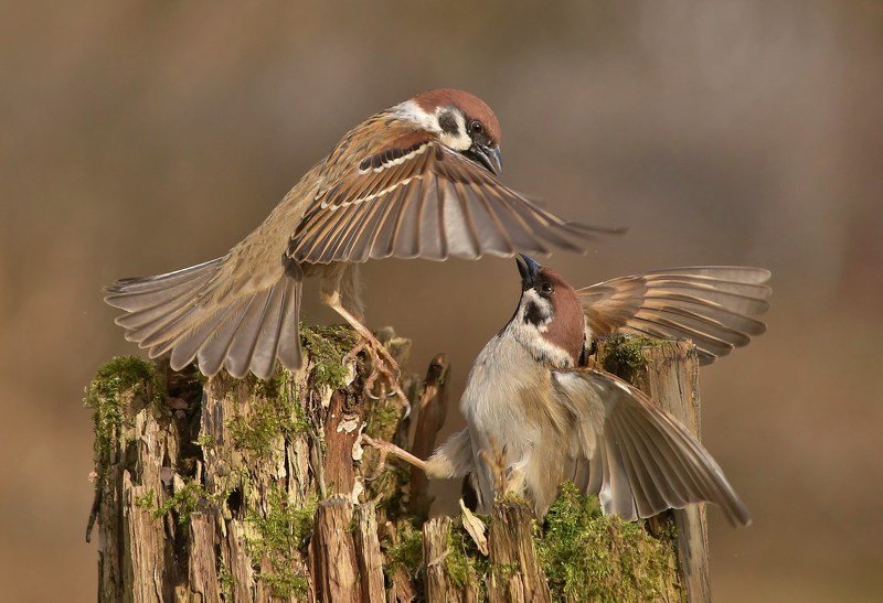 природа , птицы , полевые воробьи , встреча *****photo preview