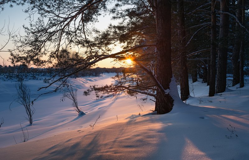 вечер, мороз, сосняк Морозный вечер. фото превью