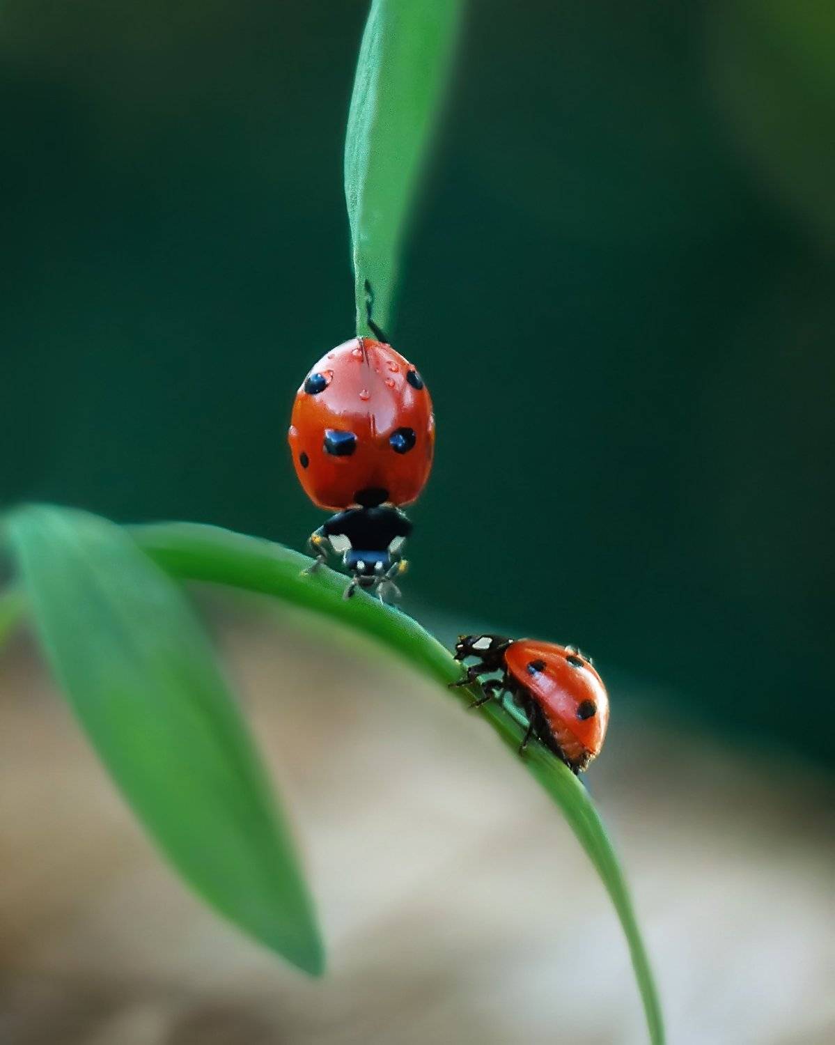macro insects helios44-2 nature, Анастасия Колесникова