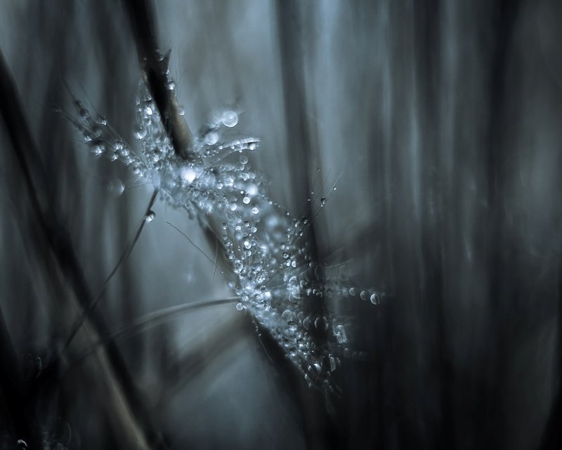 Унесенные ветром...photo preview