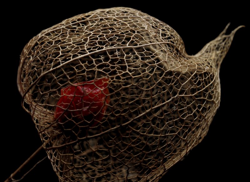 Клеткаphoto preview