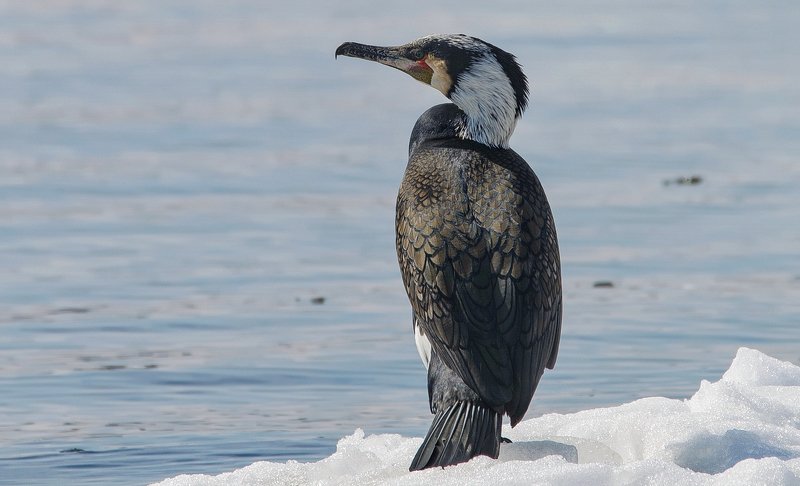 баклан, Волга, зима Большой бакланphoto preview
