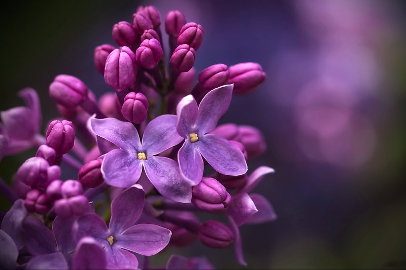 Цветет сирень...photo preview