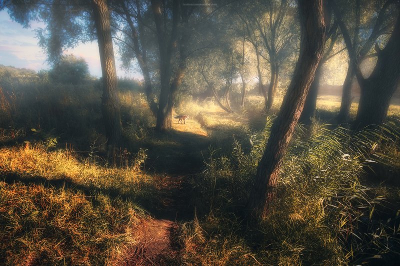 тропа, лес, утро, туман, лиса, деревья, лес, природа, пейзаж, рассвет, свет Летнее утроphoto preview