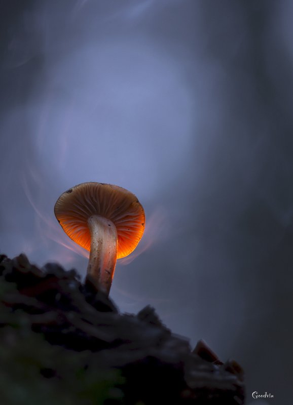 Лесной огонёкphoto preview