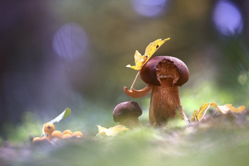 Гриб.лес.осень.лист. Под зонтикомphoto preview