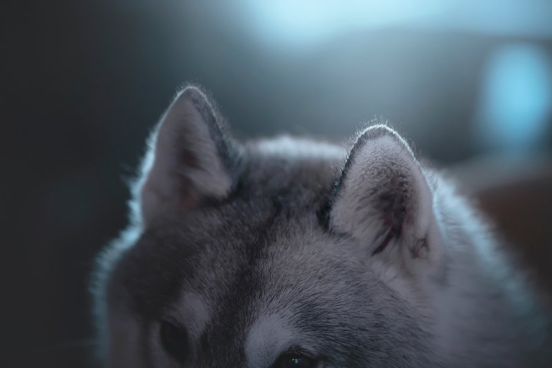 сибирский хаски earsphoto preview