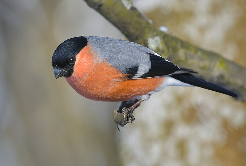 снегирь ***photo preview