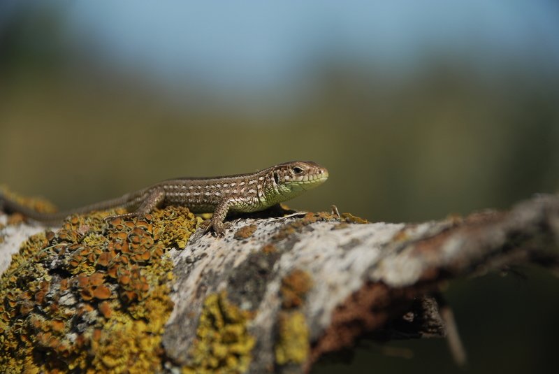 berendey animalphoto preview