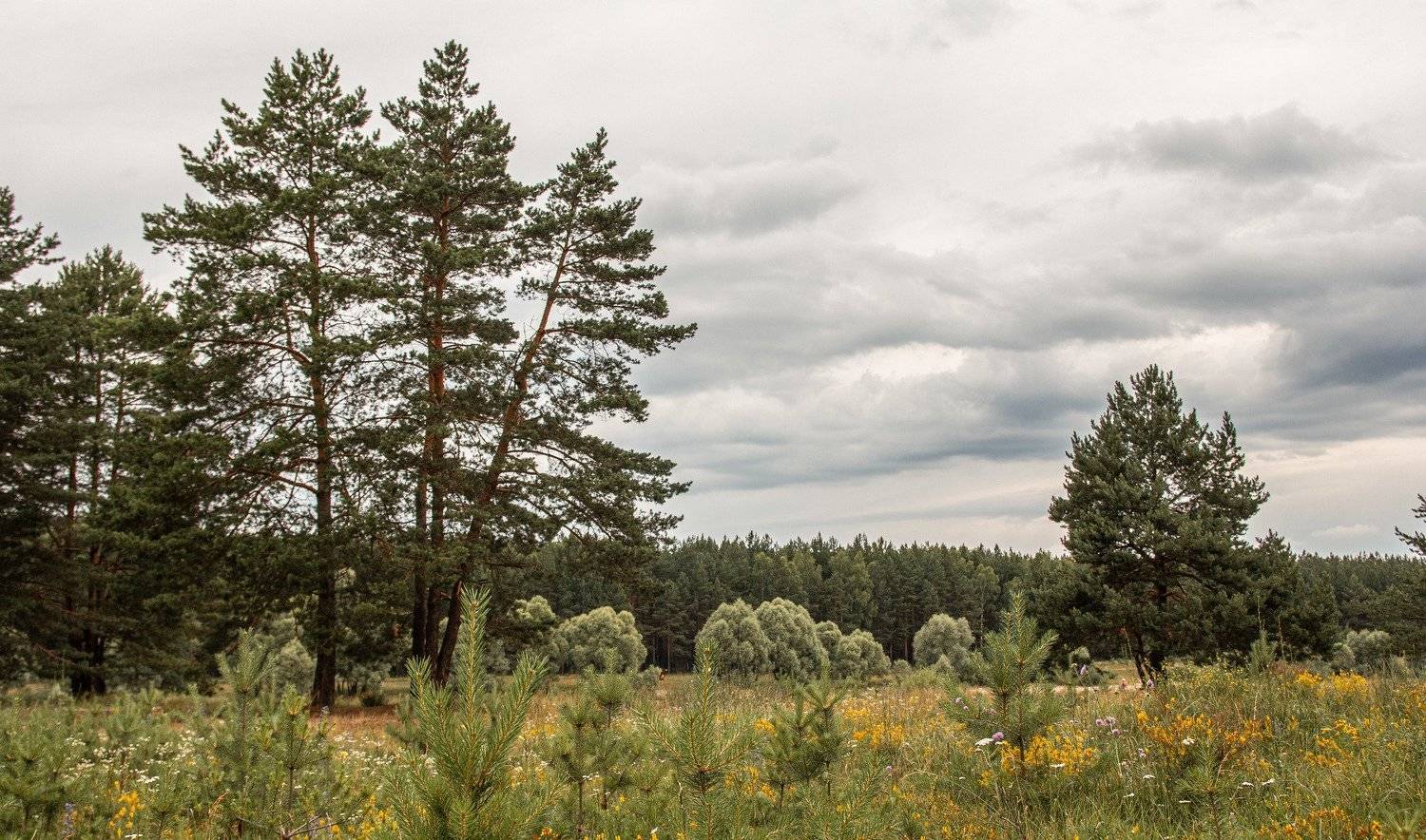 Молодые сосны.... Автор: Владимир Васильев пейзаж, гремячево, лето, summer, village, село, сосны, pine-trees, Владимир Васильев