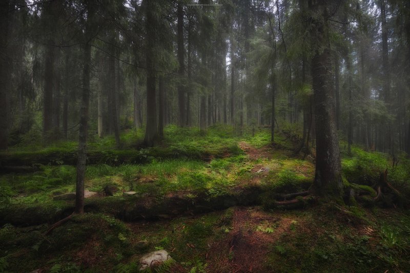 горы, карпаты, тропа, мох, деревья, лес, природа, туман После грозыphoto preview