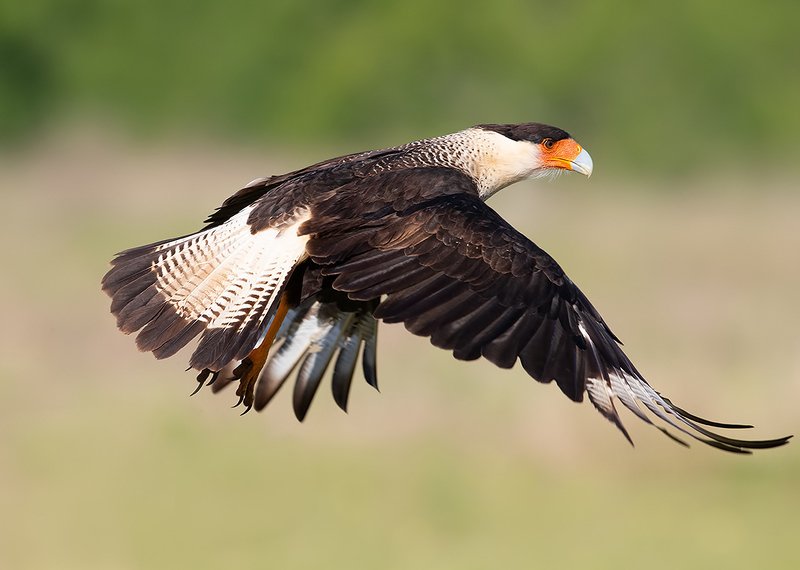 каракара, crested caracara, caracara, tx, texas, хищные птицы Каракара - Crested Caracaraphoto preview