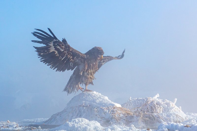 камчатка, орел, природа, путешествие, фототур, птицы, зима Разминка на морозеphoto preview