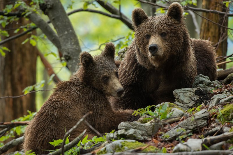 brown bear hide photography Slovenia Exploring world under mother supervisionphoto preview