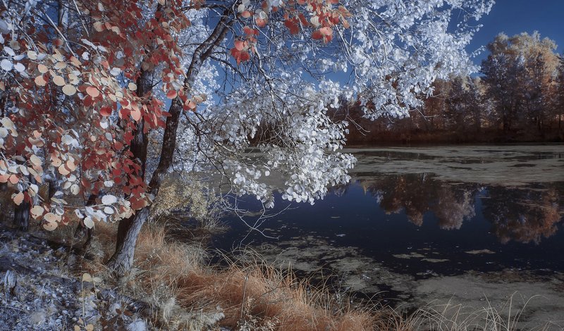 пейзаж, инфракрасная фотография, 630nm Цыганка-осень. фото превью