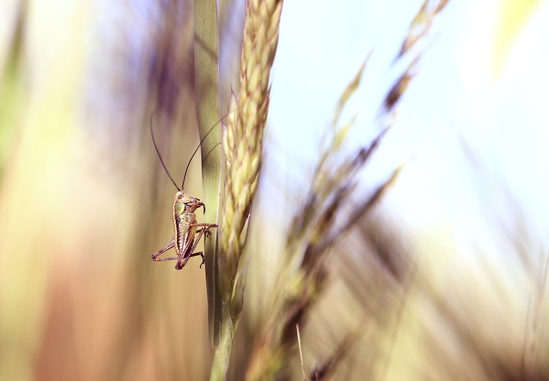 Лето.солнце.поле. В траве сидел кузнечик.photo preview