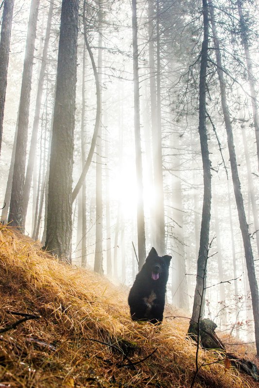 Forest spiritphoto preview