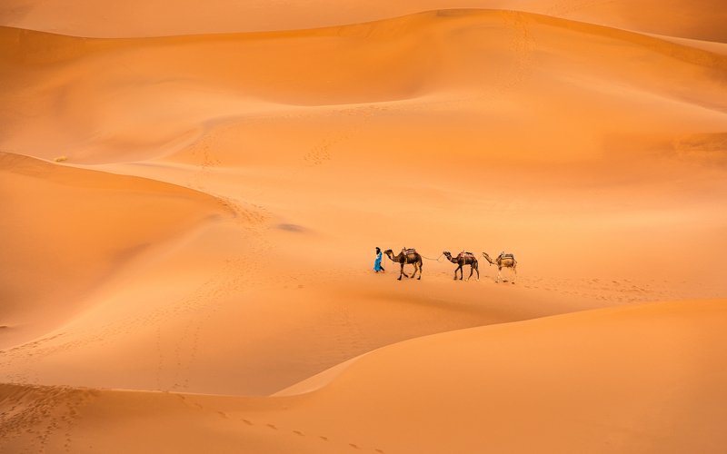 Sahara, Maroc, Camels, Sand Saharaphoto preview