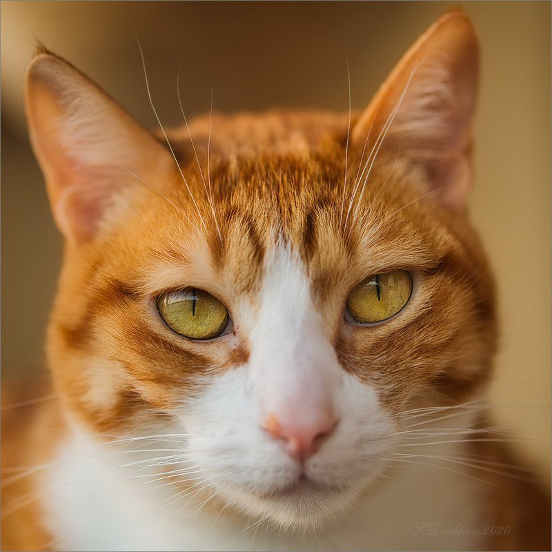 кошки, животные, портрет Why not?photo preview