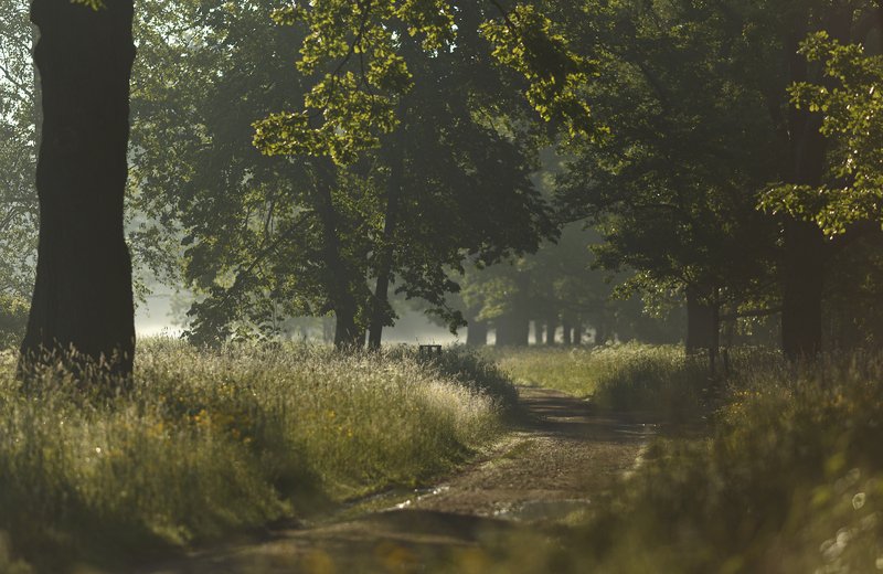 питер, пушкин, царскоесело, царское, баболовскийпарк, пейзаж, природа К свету . . .photo preview