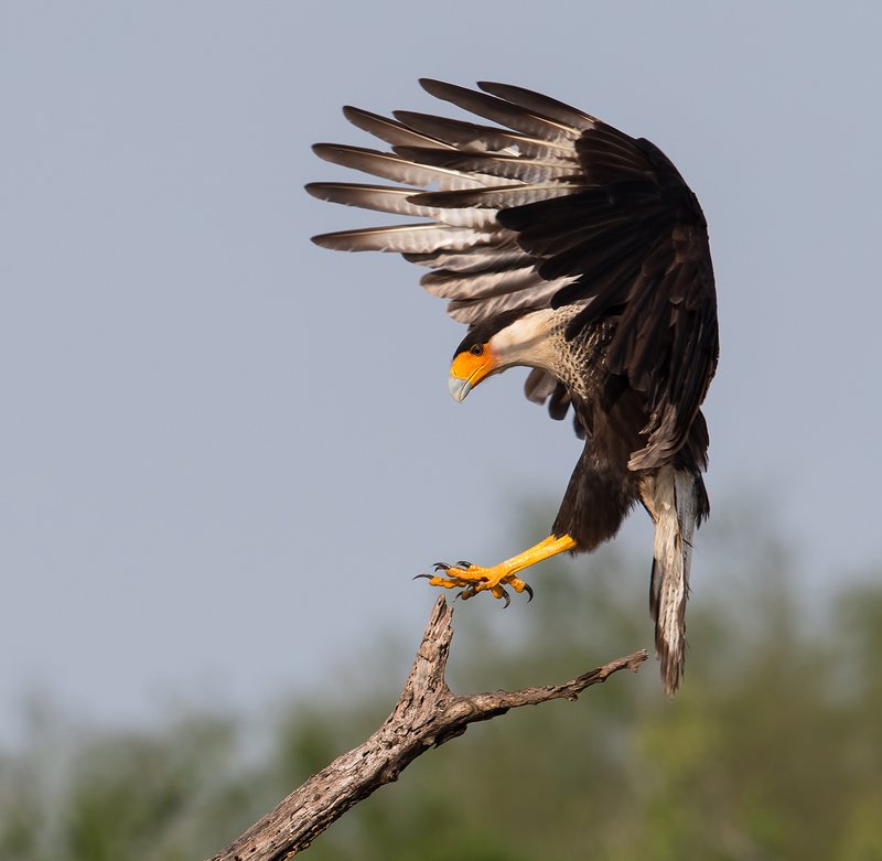 каракара, crested caracara, caracara, tx, texas, хищные птицы Каракара - Crested Caracaraphoto preview