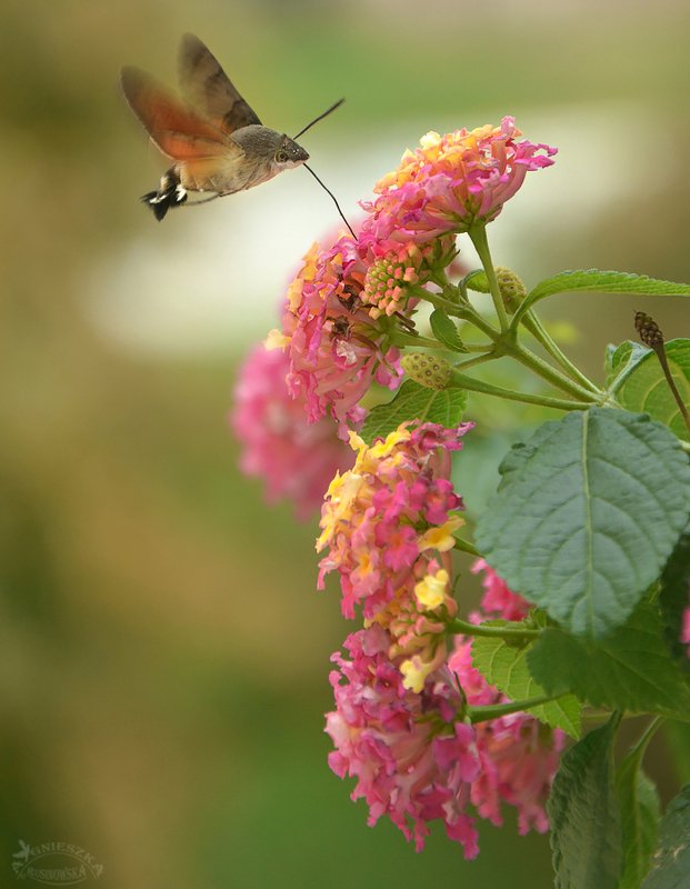 Zawisakphoto preview