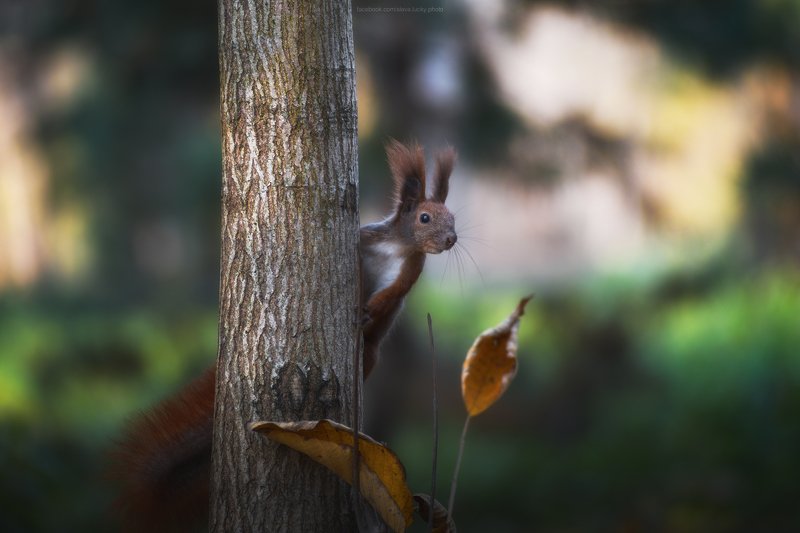 белка, животные, природа, осень, любопытство photo preview