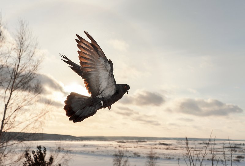 птицы, пейзаж, полёт В полётеphoto preview