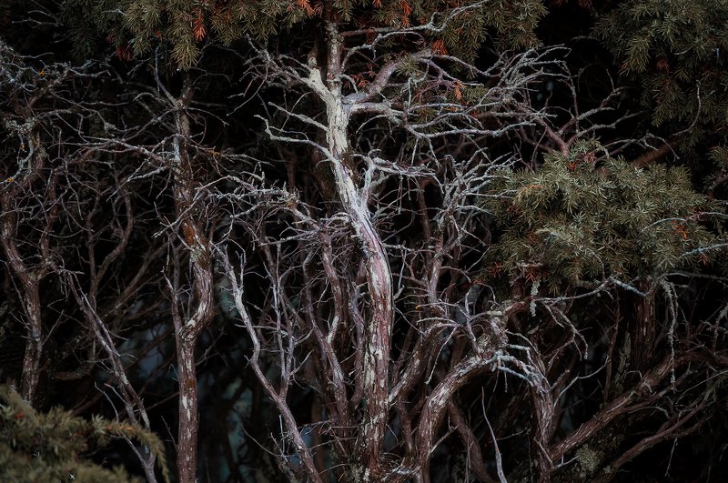 Expansionphoto preview